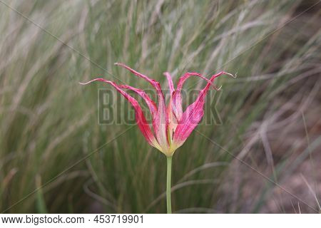Single Pink Tulip With Pointed Straggly Petals With Ornamental Grass Backdrop