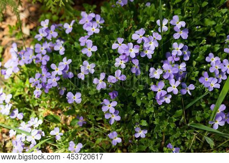 Blooming Blue Aubrieta In Spring In The Garden