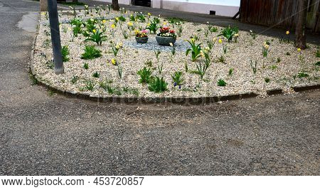 Flower Beds An Street With Cobbled Sidewalks Stone Cobblestone Mosaic. Spring Bulbs Bloom In Front O