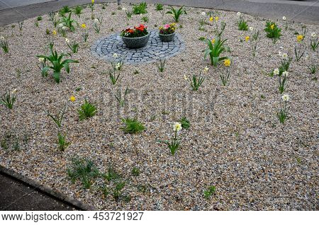 Flower Beds An Street With Cobbled Sidewalks Stone Cobblestone Mosaic. Spring Bulbs Bloom In Front O