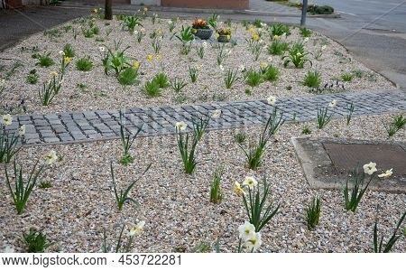 Flower Beds An Street With Cobbled Sidewalks Stone Cobblestone Mosaic. Spring Bulbs Bloom In Front O
