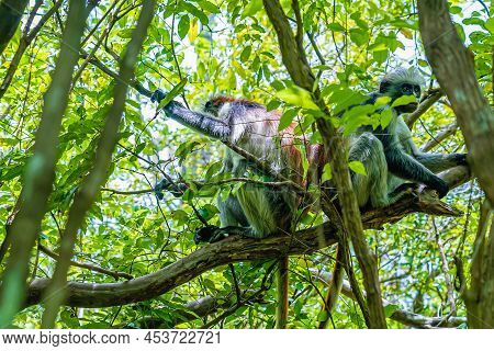 Photo Of Red Colobus Monkey Copulating On The Branch. Zanzibar, Tanzania. Piliocolobus Tephrosceles