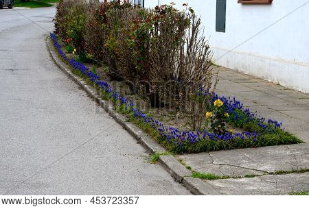 Flower Beds An Street With Cobbled Sidewalks Stone Cobblestone Mosaic. Spring Bulbs Bloom In Front O