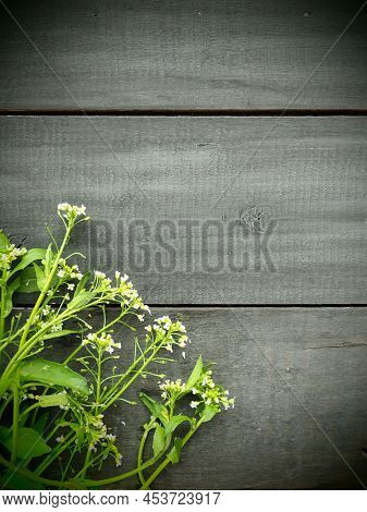 Flowers Of Shepherds Purse On A Wooden Background. Copy Space For Text. Card For The Holiday. Wood B