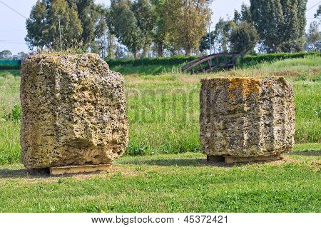 Parco archeologico. Metaponto. Basilicata. Italia.