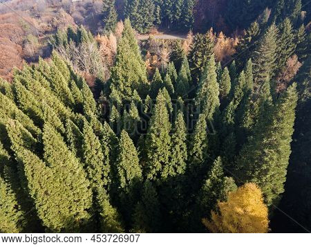 Aerial View Of Old Sequoia Forest Near Village Of Bogoslov, Kyustendil Region, Bulgaria