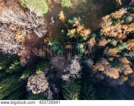 Aerial View Of Old Sequoia Forest Near Village Of Bogoslov, Kyustendil Region, Bulgaria
