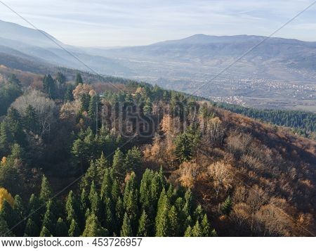 Aerial View Of Old Sequoia Forest Near Village Of Bogoslov, Kyustendil Region, Bulgaria
