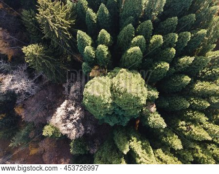 Aerial View Of Old Sequoia Forest, Bulgaria