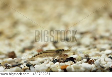 Close Up Of An Amano Shrimp In An Aquarium.