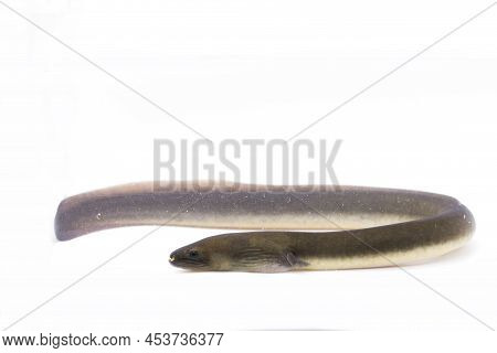 Shortfin Eel Anguilla Bicolor Isolated On White Background