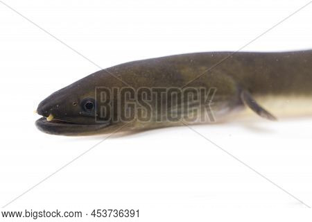 Shortfin Eel Anguilla Bicolor Isolated On White Background