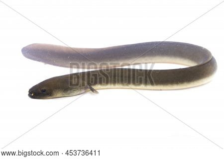 Shortfin Eel Anguilla Bicolor Isolated On White Background