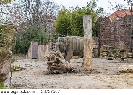 Asian Elephants (elephas Maximus), Is The Only Living Species Of The Genus Elephas And Is Distribute