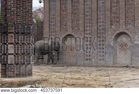 Asian Elephants (elephas Maximus), Is The Only Living Species Of The Genus Elephas And Is Distribute