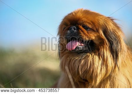 Close-up Of A Pekingese Muzzle. Shaggy Elderly Pekingese Red Color.