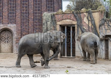 Asian Elephants (elephas Maximus), Is The Only Living Species Of The Genus Elephas And Is Distribute