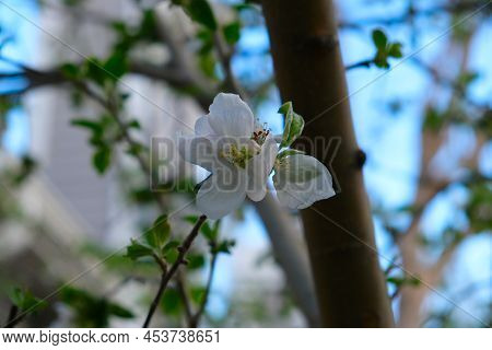 Blooming Spring Apple Tree With White Flowers Close Up Photo. Natural Background Design Template Wit