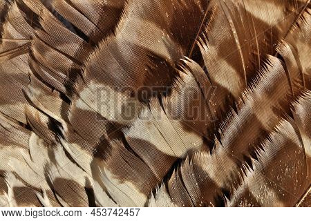 Full Frame Close Up Of Brown And White Striped Wing Feathers Of A Seagull Or Other Bird