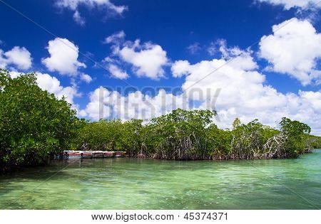 mangroveträd i Karibiska havet