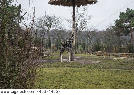Rothschild's Giraffe Resting On A German Zoo.
