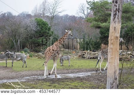 Rothschild's Giraffe Resting On A German Zoo.