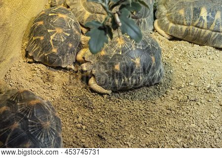 Bell's Hinge-back Tortoise In A Zoo (kinixys Belliana).