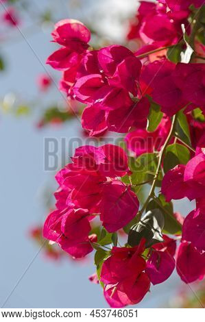 The Species Of Bougainvillea Grow 1 To 12 Metres (3 To 39 Ft) Tall, Scrambling Over Other Plants Wit