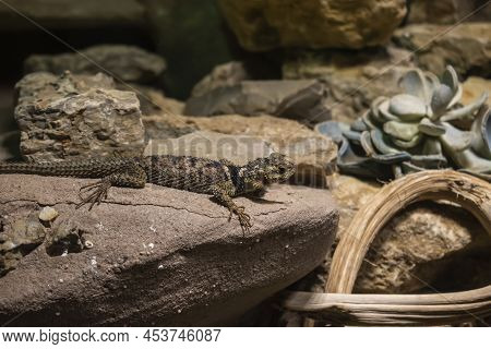 The Blue Spiny Lizard (also Known As Sceloporus Cyanogenys).