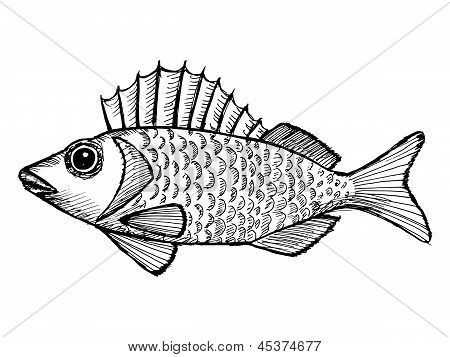 Ruffe