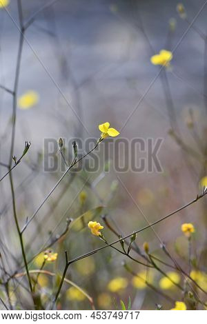 Small Yellow Flower Of The Australian Native Herb Goodenia Dimorpha, Family Goodeniaceae. Endemic To