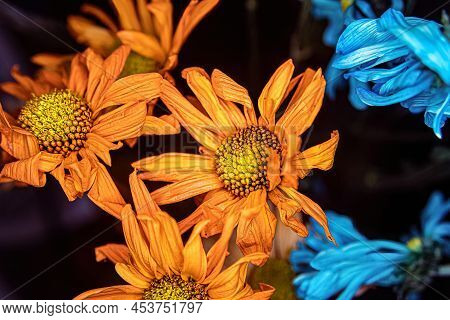 A Group Of Dying Daisy Flowers Up Close