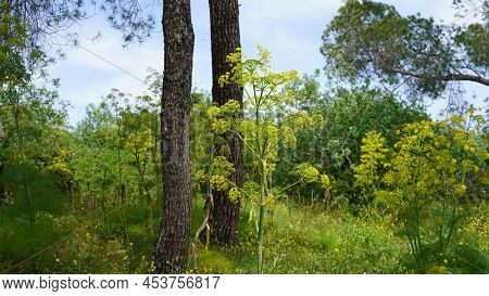 Trees On The Slopes Of Carmel Mountain Near A Deir Al-mukhraqa Carmelite Monastery