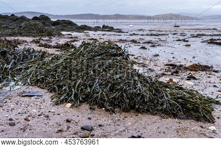 Clumps Of Seaweed And Kelp On Rocks At Low Tide At Balcary Bay, Scotland