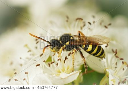 Soft Closeup On A Male Gooden's Nomad Bee, Nomada Goodeniana, Sipping Nectar Form A White Hawthorn F