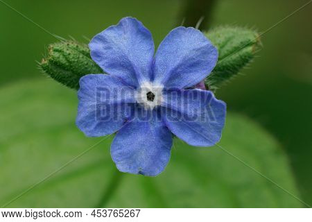 Closeup On A Soft Blue Alkanet Flower, Pentaglottis Sempervirens In The Garden