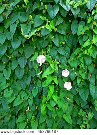 European Bindweed, Corn Lily, Convolvulus Arvensis Blooms On Garden