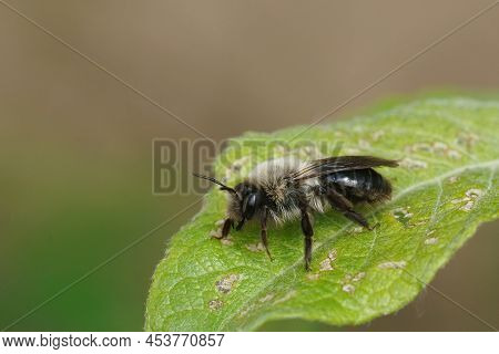 Closeup On A Grey-backed Mining Bee , Andrena Vaga Sitting In The Shrubs On A Green Leaf