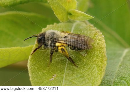 Closeup On A Female Grey-backed Mining Bee, Andrena Vaga Loaded With Yellow Pollen, Sitting On A Gre
