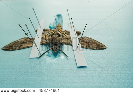Pinned Tomato Hornworm Moth With Wings Spread On A Foam Board