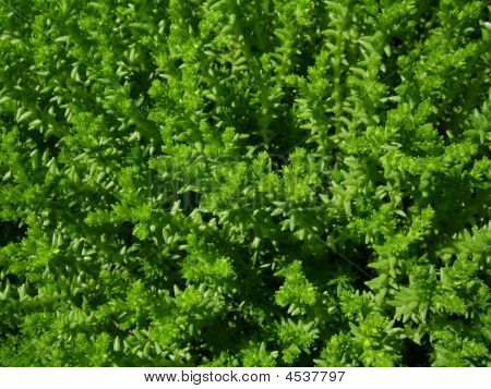 Background With Green Stonecrop