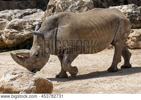 White Rhinoceros Ceratotherium Simum Square-lipped Rhinoceros At Khama Rhino Sanctuary Botswana Afri