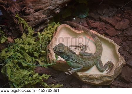 Asian Water Dragon Stands Alone, Shedding Skin On The Back. It Is A Species Of Agamid Lizard Native 