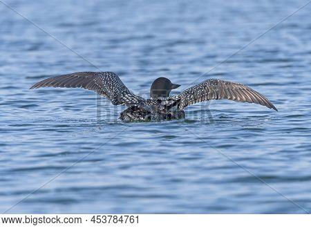 Common Loon Spreading Its Wings On Ottertrack Lake In Quetico Provincial Park In Ontario