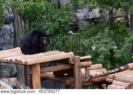 Black Bear Relaxed And Lazy On The Wooden Platform In A Zoo. Asian Black Bear (ursus Thibetanus) Als