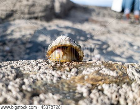 The Common Limpet, Patella Vulgata, Sea Mollusc, Is An Aquatic Snail With Uncommonly Strong Teeth.