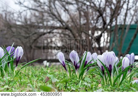 Spring Flowers Of Violet Crocuses. Crocus Tomasini Or Saffron Tomasini Is Often Referred To As Early