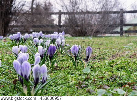 Spring Flowers Of Violet Crocuses. Crocus Tomasini Or Saffron Tomasini Is Often Referred To As Early