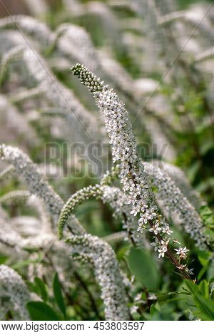Gooseneck Loosestrife (lysimachia Clethroides Duby) White Blossoms In Summer. Close Up.