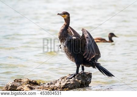Great Cormorant, Phalacrocorax Carbo, Sits On Stone And Dries Its Wings On The Wind. The Great Cormo